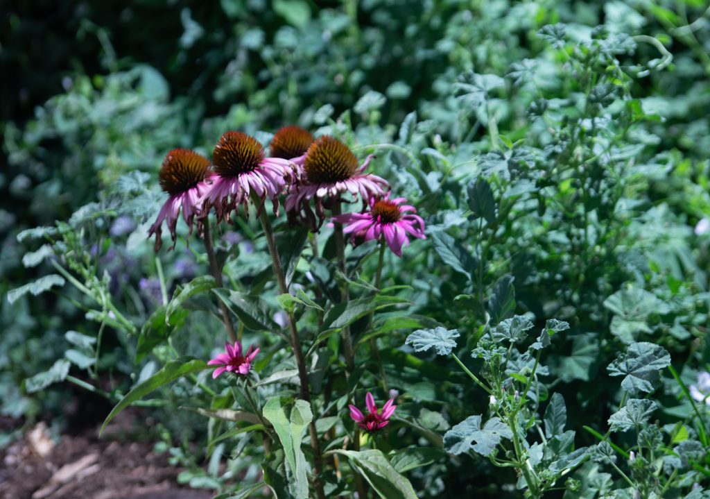 Echinacea growing in a lush green space