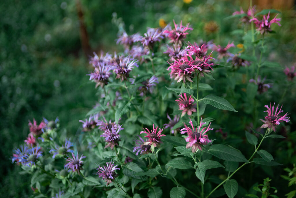 Colorful bee balm in colors ranging from hot pink to indigo growing thickly