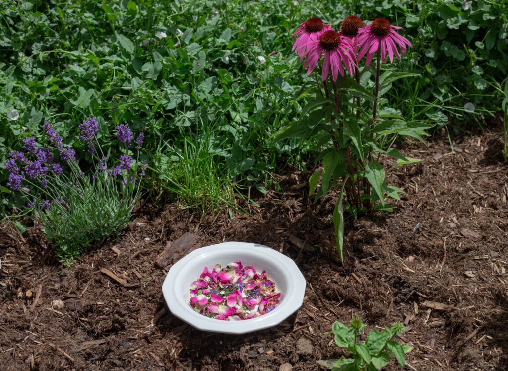 Lavender and echinacea next to a bowl of flower petals for tea