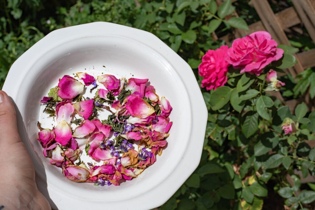 Harvesting Rose Petals in a with bowl for rose tea