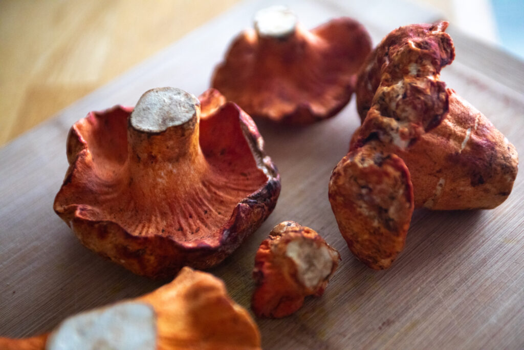 Reddish Orange and white lobster mushrooms on a board