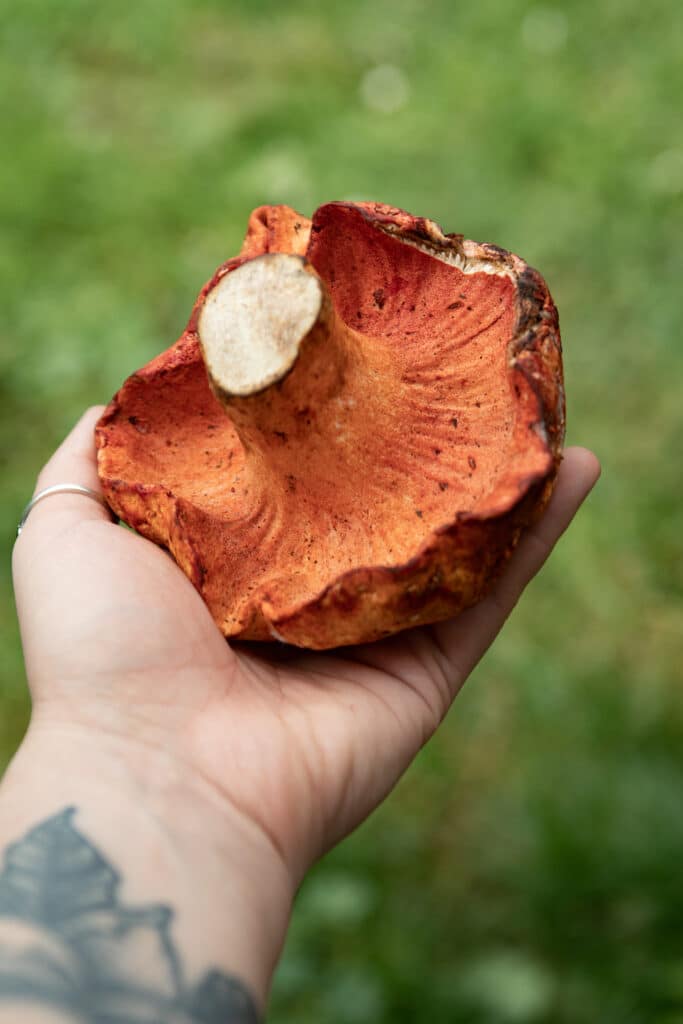 A lobster mushroom in a hand