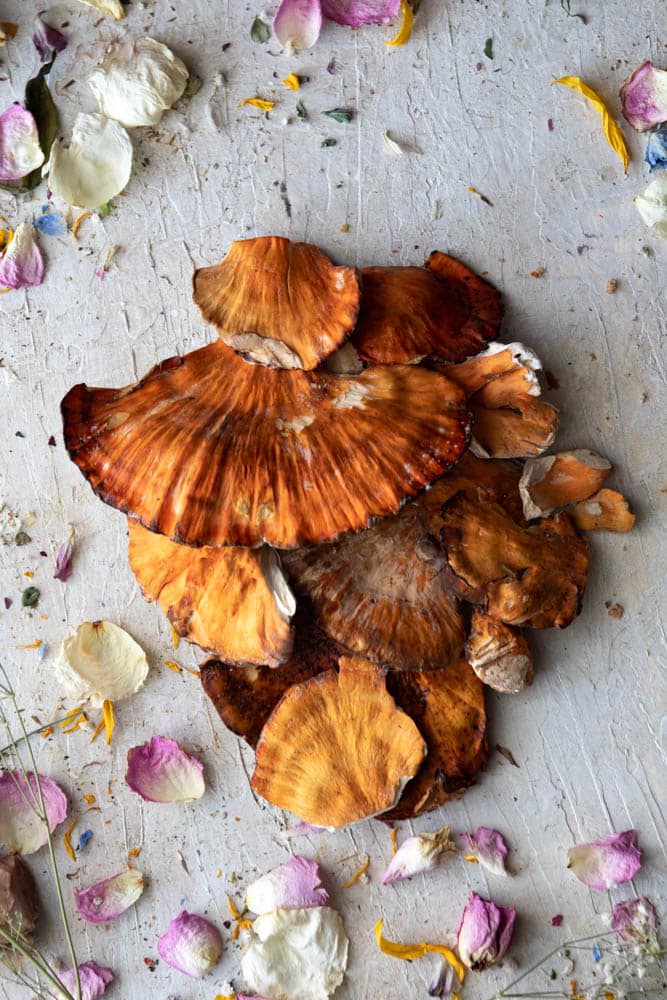 Picked chicken of the woods sitting in a pile