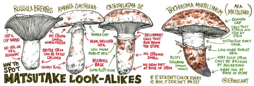 a graphic showing matsutake look a likes vs what you should look for in foraging a matsutake mushroom